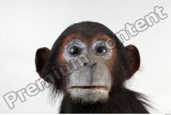 Head Chimpanzee